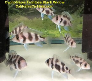 lake tanganyika cichlids for sale