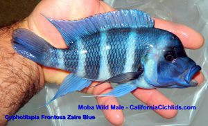 Cyphotilapia Frontosa Zaire Blue Moba Wild