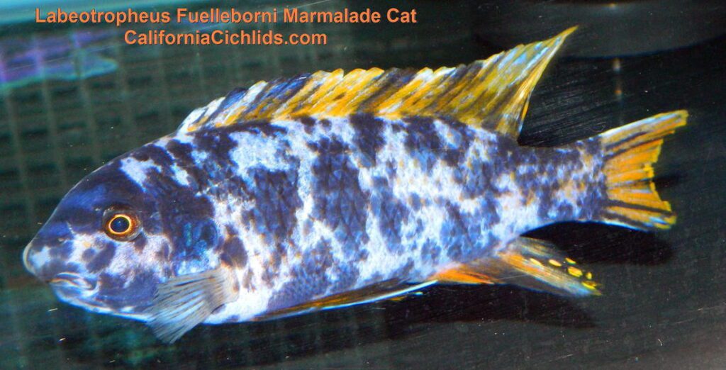 Labeotropheus Fuelleborni Marmalade Cat