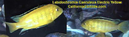 Labidochromis Caeruleus Electric Yellow