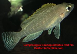 Lamprologus Caudopunctatus Red Fin