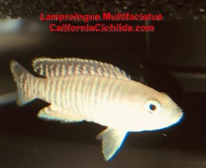 Lamprologus Multifaciatus