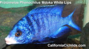 Placidochromis Phenochilus Mdoka White Lips