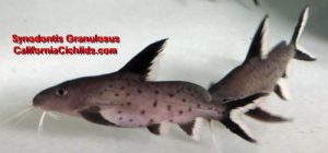 Synodontis Granulosus Catfish Synodontis Catfish for sale