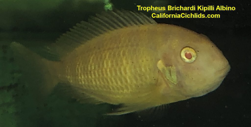 Tropheus Brichardi Kipilli Albino