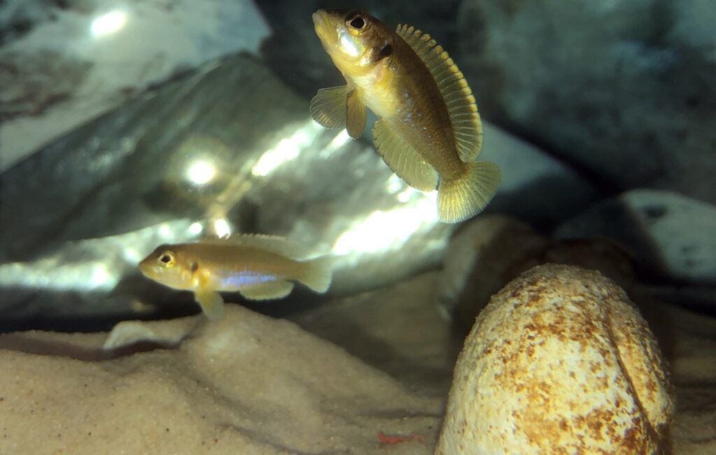 Lamprologus Ocellatus Gold