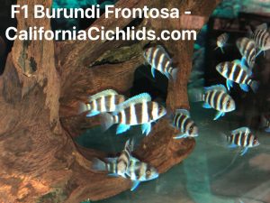 Cyphotilapia Frontosa Burundi