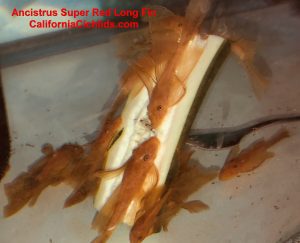 LDA16a Ancistrus Red long Fin