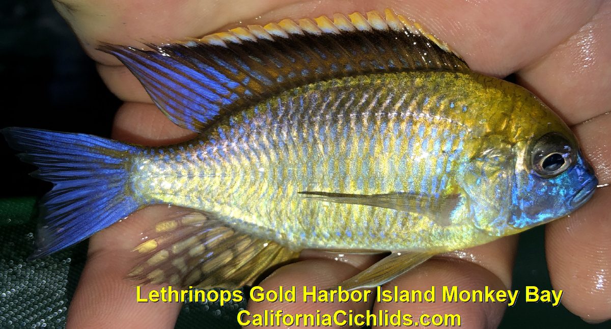 gold harbour cichlid