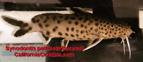 Synodontis Petricola Burundi