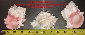 Altolamprologus Breeder Shells