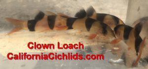 Clown Loach Chromobotia Macracanthus