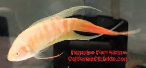 Paradise Fish Albino