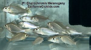 Challochromis Melanogeny F1