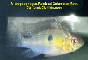 Microgeophagus Ramirezi Columbian Ram