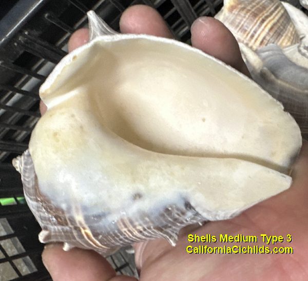 Shells Medium Type 3