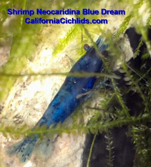 Shrimp Neocaridina Blue Dream Blue Neocaridina Shrimp for sale