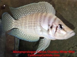 Altolamprologus-Calvus-Chaitika-White