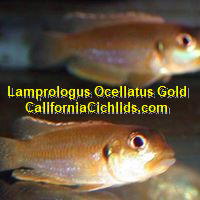 Lamprologus-Ocellatua-Gold