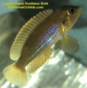 Lamprologus-Ocellatus-Gold