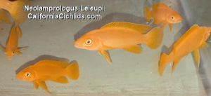 Neolamprologus-Leleupi