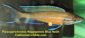 Paracyprichromis-Niggripinnis-Blue-Neon