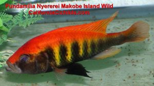 lake victoria cichlids for sale