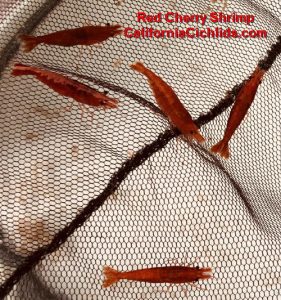 Shrimp-Red-Cherry
