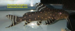 Synodontis-Angelicas-rotated
