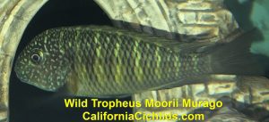 Tropheus-Moorii-Murago