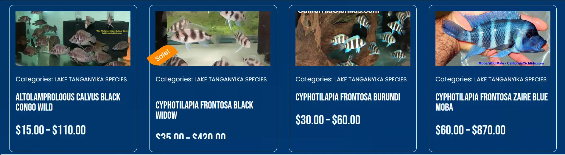 Lake Tanganyika Cichlids