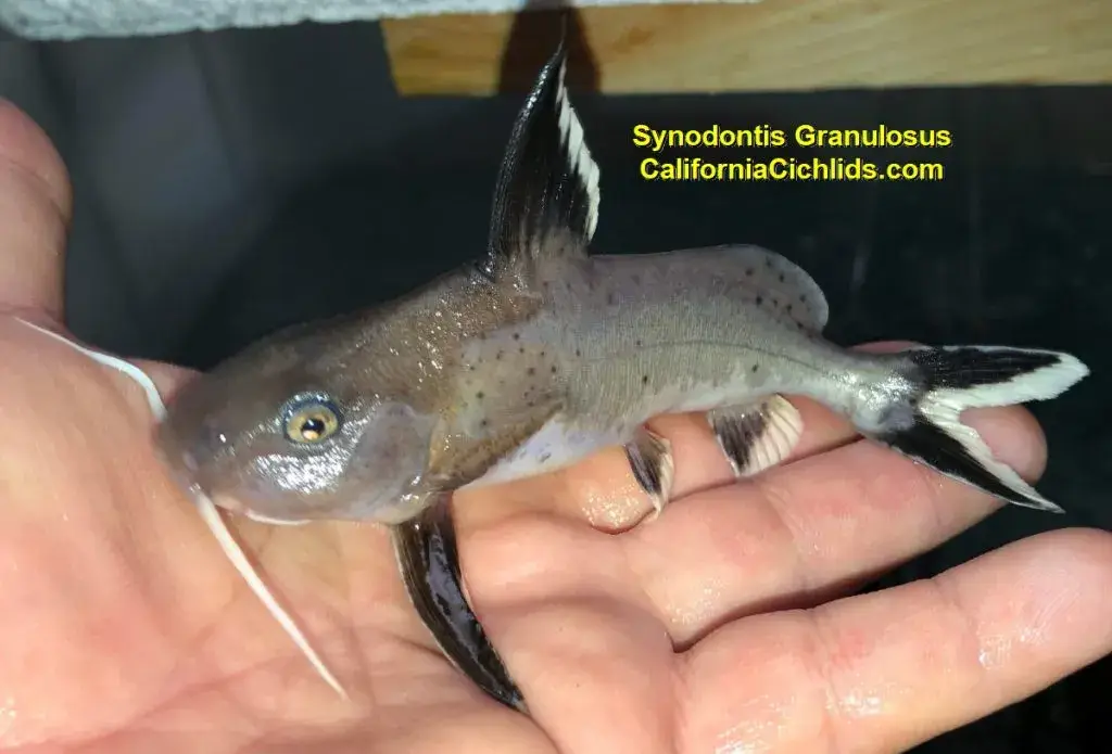 Synodontis Catfish for Sale