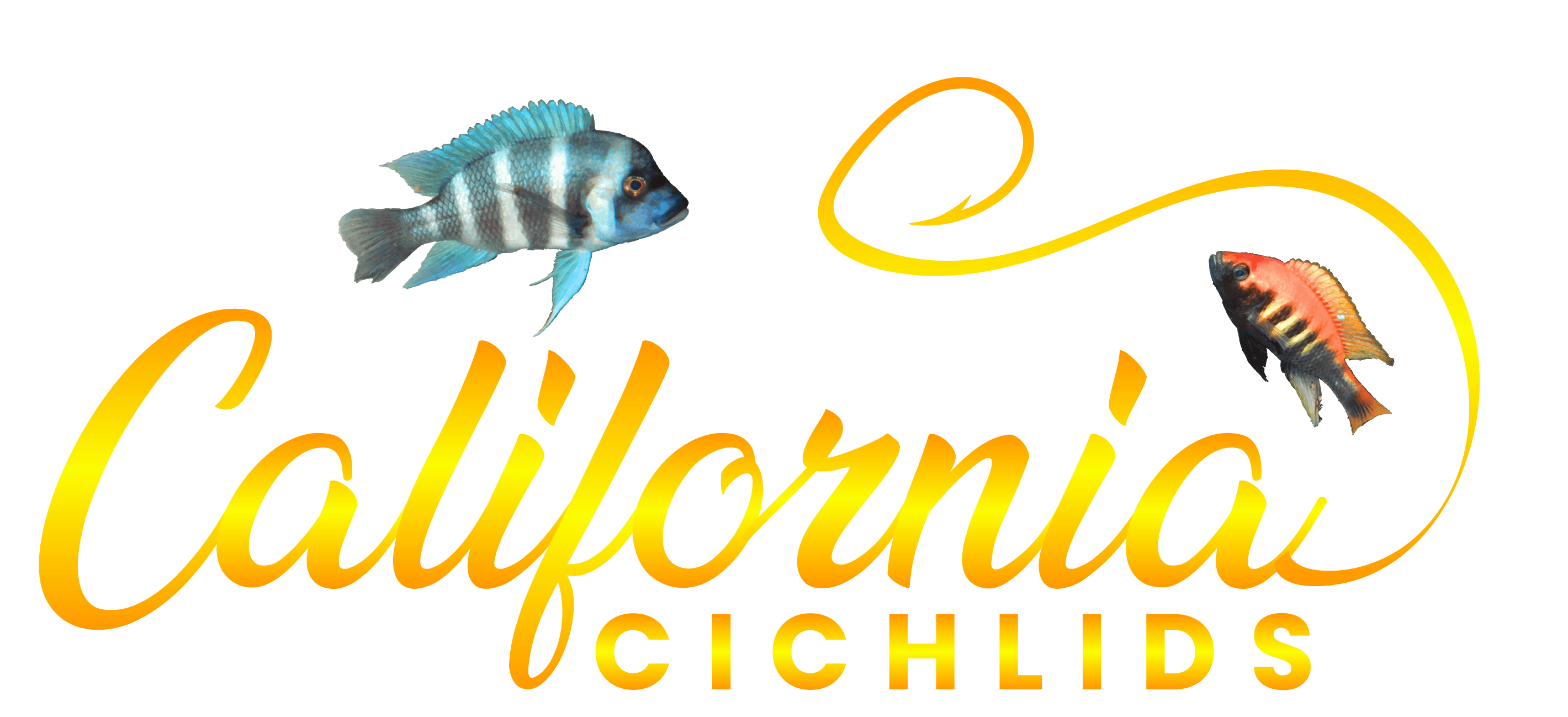 California Cichlids