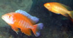 Lake malawi Cichlids For Sale