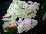 Lake Malawi Cichlids For Sale