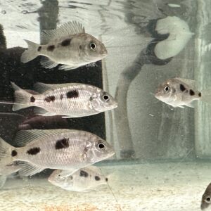 Lake Malawi Cichlids For Sale