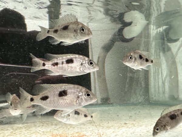 Lake Malawi Cichlids For Sale