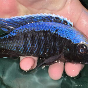 Lake Malawi Cichlids FOr Sale