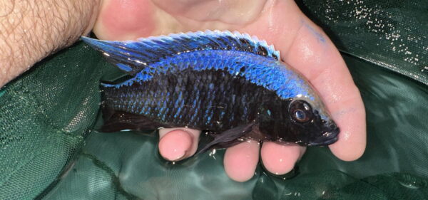 Lake Malawi Cichlids FOr Sale