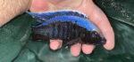 Lake Malawi Cichlids For Sale