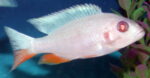 Lake Malawi Cichlids For Sale