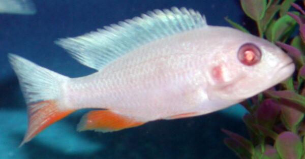 Lake Malawi Cichlids For Sale