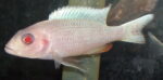 Lake Malawi Cichlids For Sale