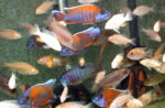 Lake Malawi Peacock Cichlids For Sale