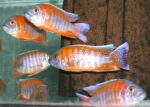 Lake Malawi peacock Cichlids For sale