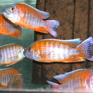 Lake Malawi peacock Cichlids For sale