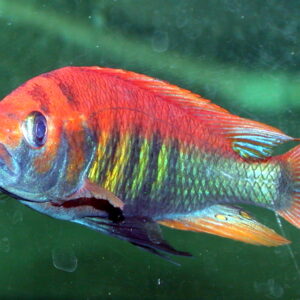 Lake Victoria Cichlids For Sale