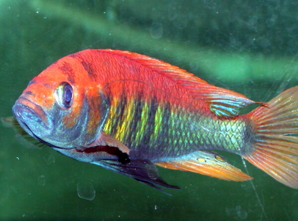 Lake Victoria Cichlids For Sale