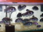 Cyphotilapia Frontosa Kigoma 7 Stripe