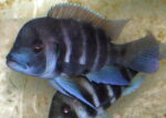 Cyphotilapia Frontosa Kigoma 7 Stripe